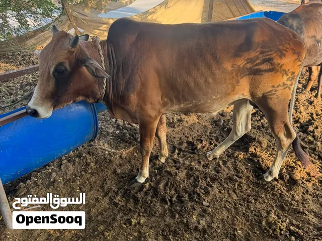 ثور عماني ممتاز للتربية