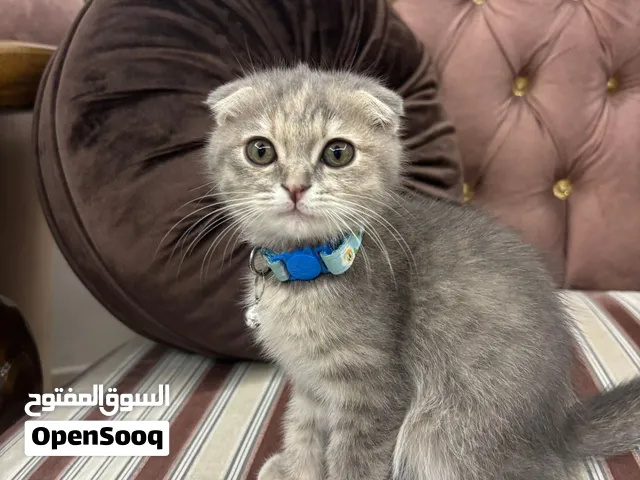 قطة سكوتش فولد للبيع