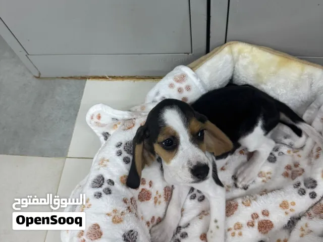 INTRODUCING THE BEAUTIFUL BEAGLE