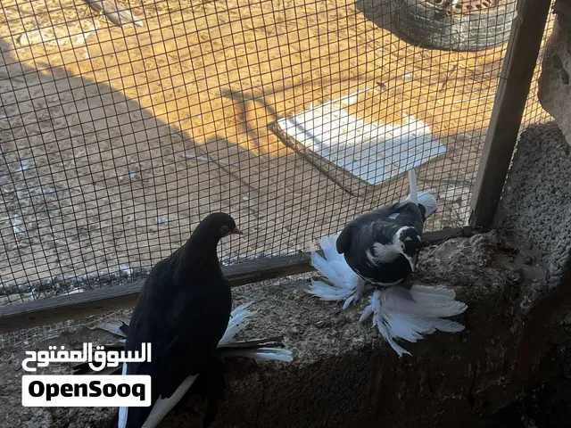 حمام هزاز للبيع