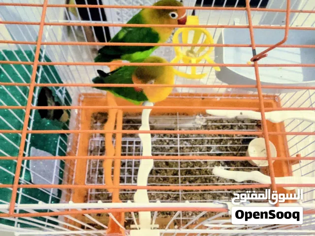 ببغاء نوع فيشر  زوج عدد 2 حبه للبيع او البدل على ببغاء نوع دره أو أي نوع آخر