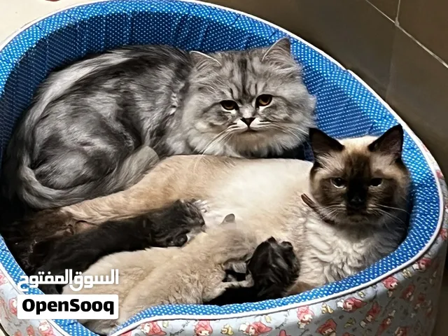 للتبني قطط بيور - Purebred cats for adoption
