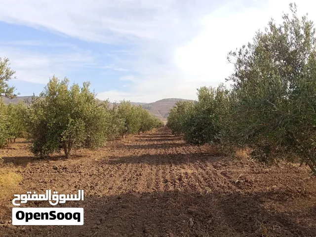 أرض فلاحية ملكية خاصة