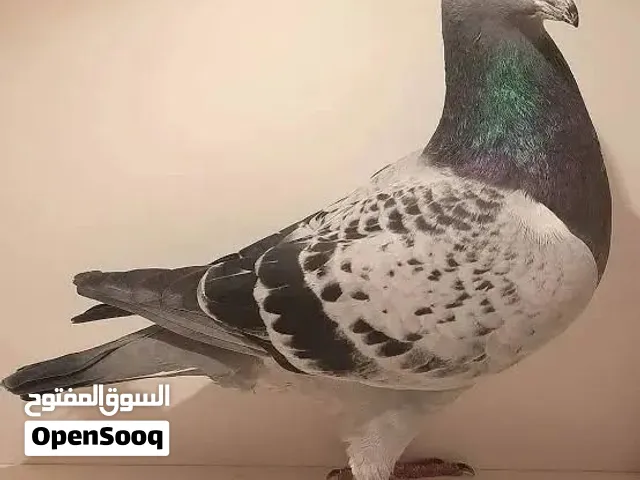 مطلوب اي حمام بسعر 5 دراهم للحبه