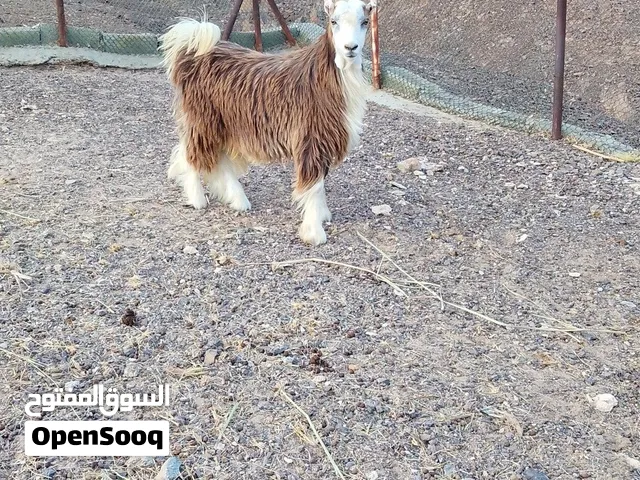 جدي للبيع ب100ريال