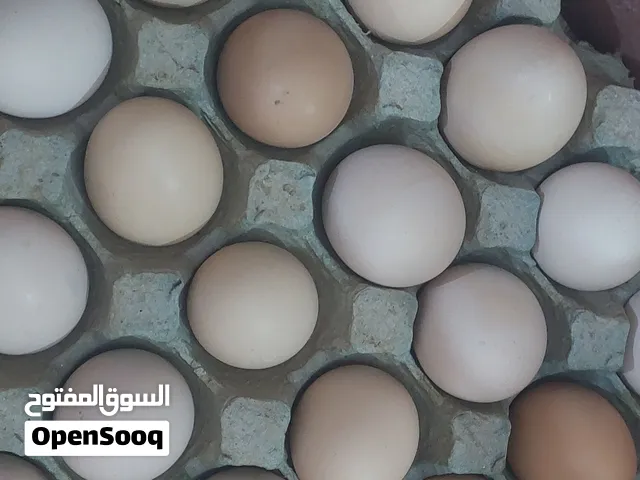 بيض دجاج عرب ملقح