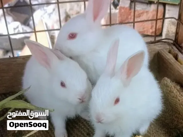 مطلوب ارانب العدد مفتوح بسعر مناسب
