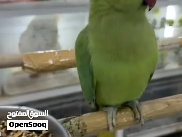 Female Tamed ringneck and talking نثيه اليفه