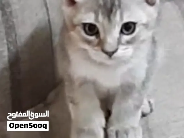 تبني كتن جميل