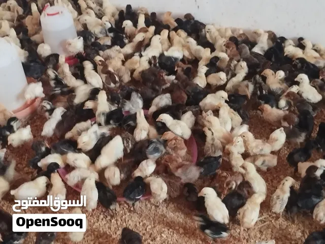 صيصان محلى  للبيع