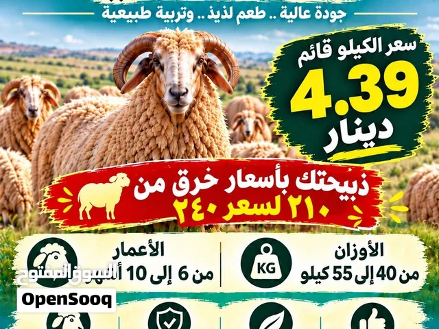 خروف وعبور على الكيلو على 4.39