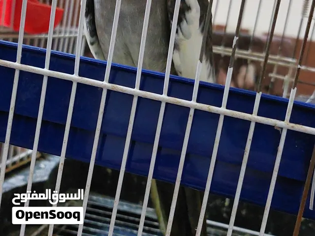 كوكتيل ببغاء