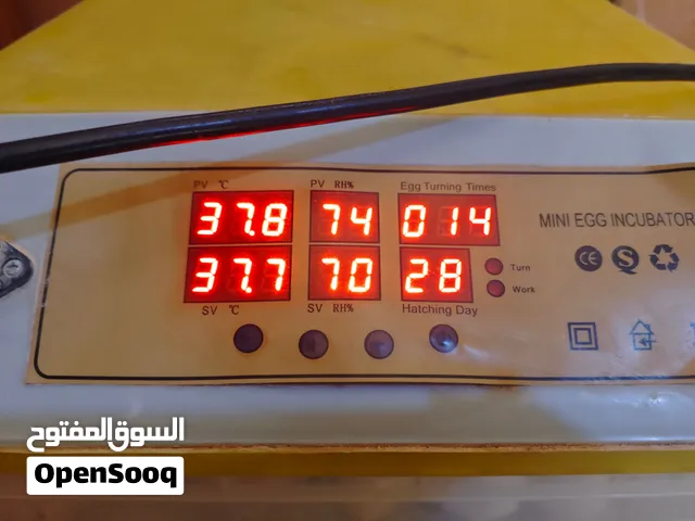 حضانه للبيع 49 بيضه