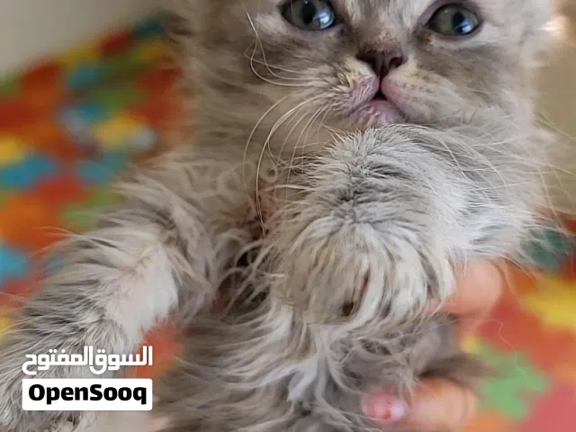 قطط شيرازي العمر شهر ونص