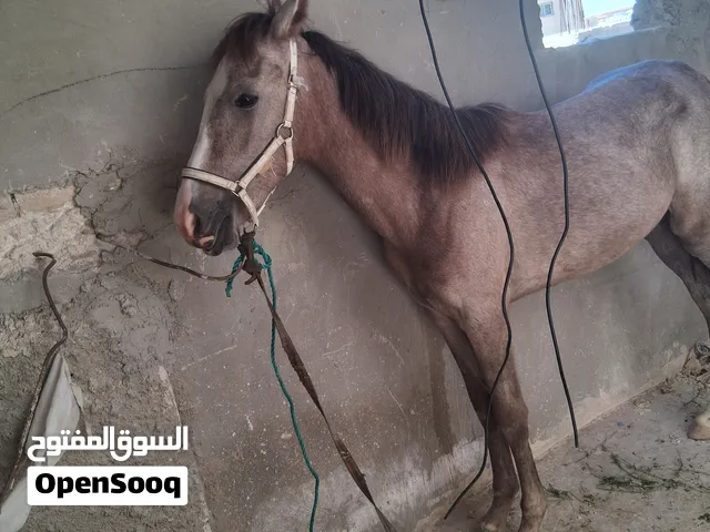 حصان اىعمر ست اشهر