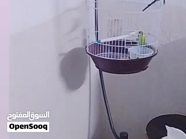 قفص وطير حب 30