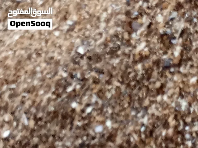 نشارة الخشب للدواجن للبيع