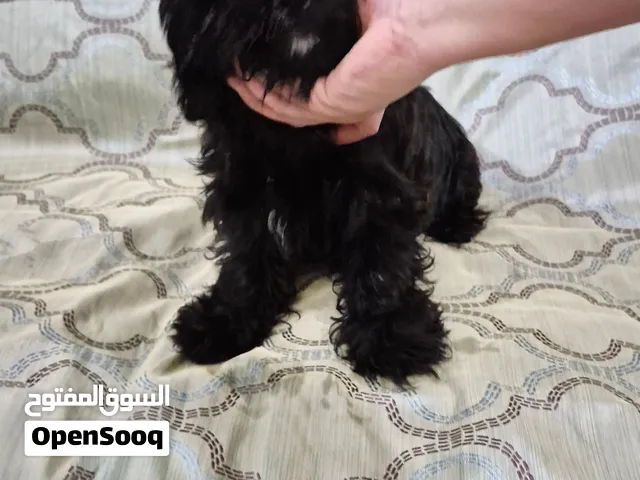 Maltese and Shi Tzu