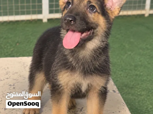 إناث جيرمن شيبرد للبيع