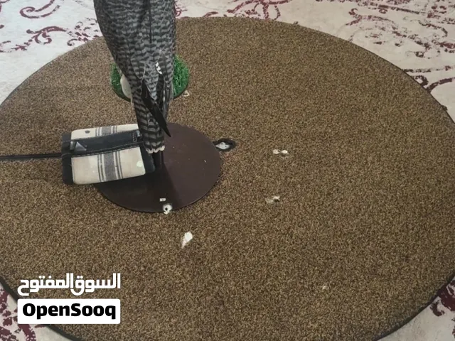 للبيع أدوات