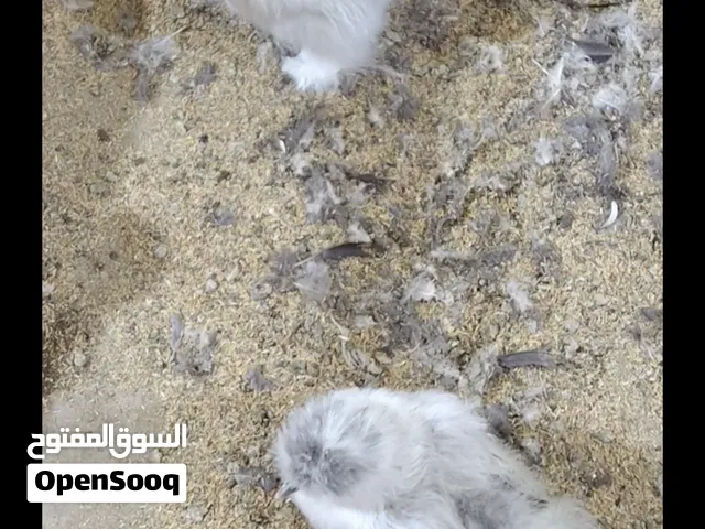 متاح زوج سلكي العمر 9 اشهر شرط البيض وشد الديج اصابيعه عوج بس ماماثره عليه ويصعد ويشد البصره الزبير
