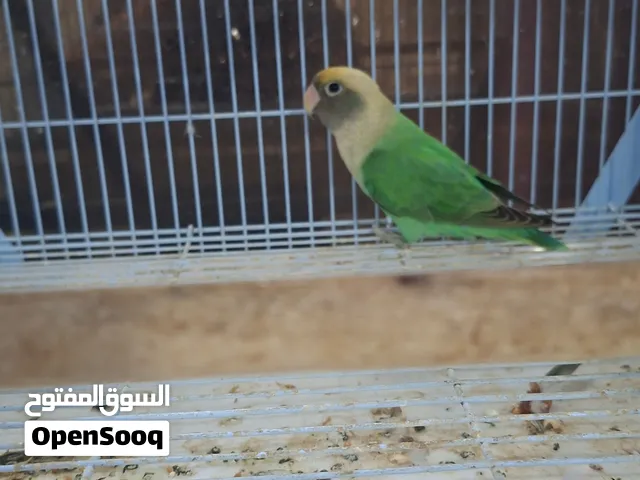 سلام عليكم عندي طيور روز من انتاجي أعمارهم مابين شهر وشهر ونص خمس طيور الطير با 200 لجاد