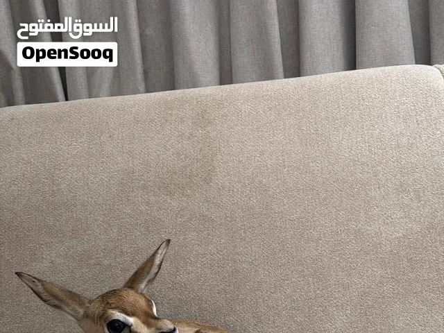 نوفر غزلان الديماني شوف الوصف مهم