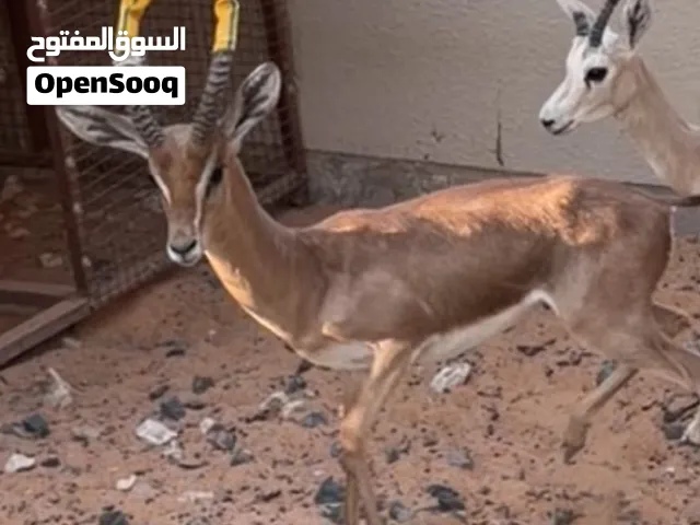 ذكر إدماني