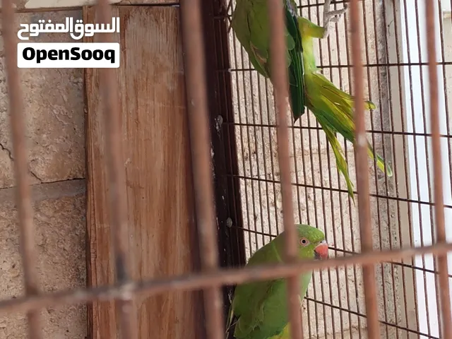 ببغاء دره للبيع