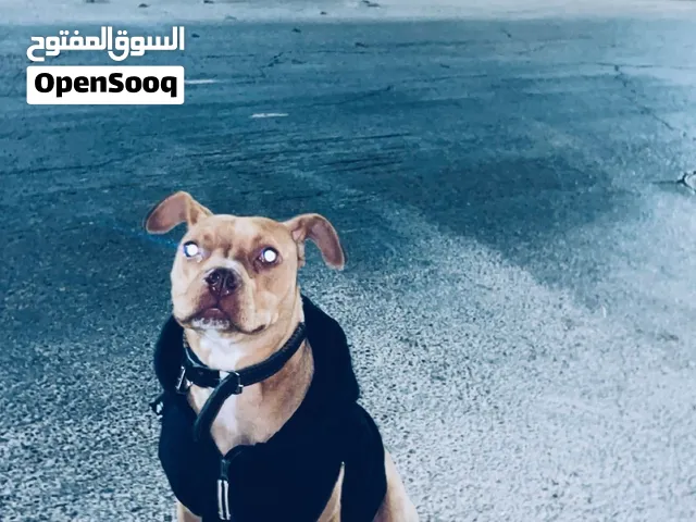 بيتبول مكس اميريكاً للبيع