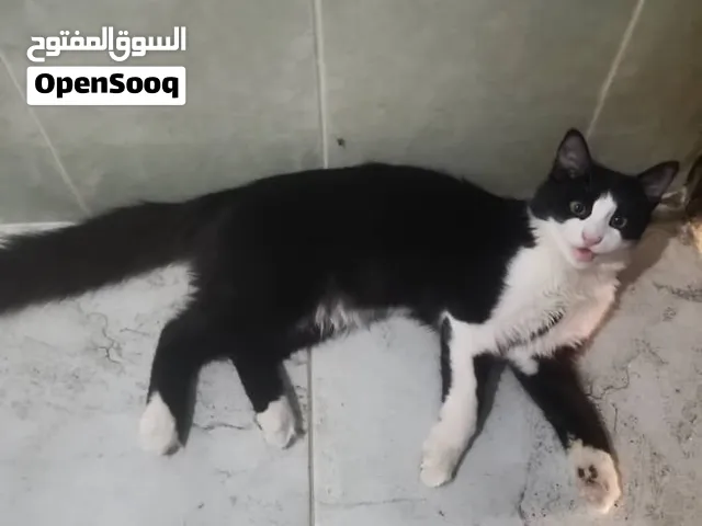 تبني قطاطيس