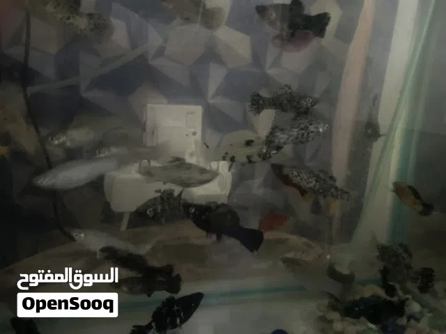 اسماك مولي
