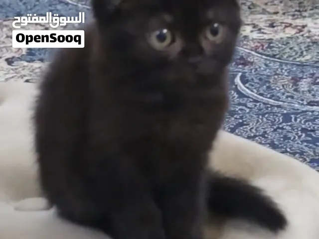 سكوتش فولد شورت هير دارك شوكلت  Scottish Fold Dark Chocolate Female