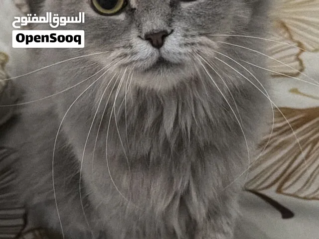 شيرازيه عمرها 7-8 شهور حجمها وسط صحتها زينه وشعرها مايطيح مطلوب 1000