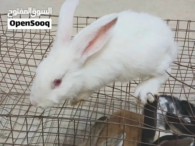 السلام عليكم متوفر ارانب للبيع اقرا الوصف