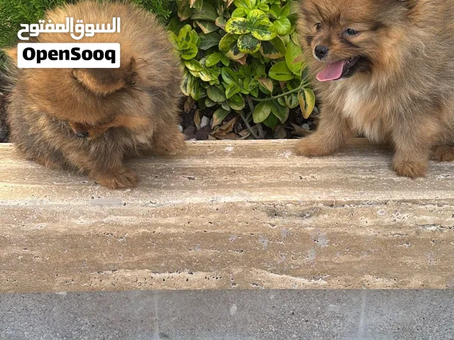 جراء بومارينيتن للبيع استراد مصر