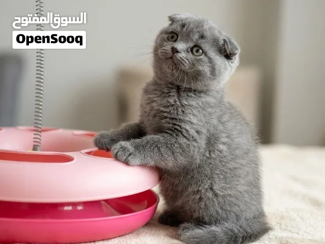 متوفرات للحجز وتساب