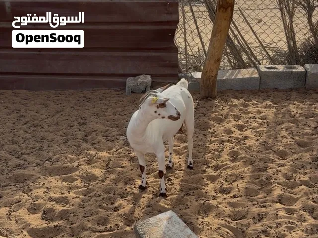 عنز صلاليه متيله معرفه مدني