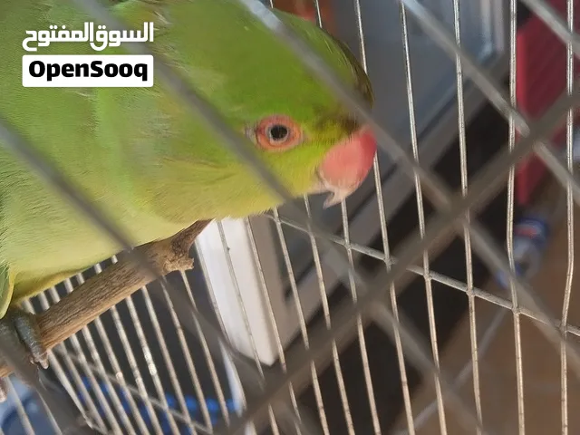 ببغاء الدره الهندي ذكر غير أليف