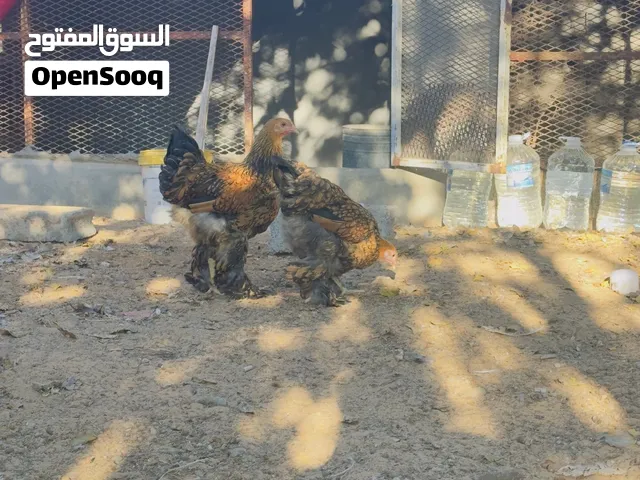 عتاتيق براهما سبرايت نحاسي