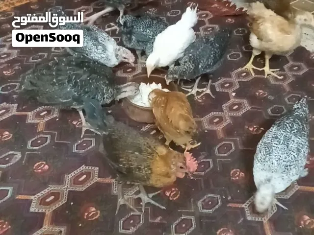 كتاكيت بلدى و فيومى وجوز ديوك رومى عمر 50 يوم للبيع