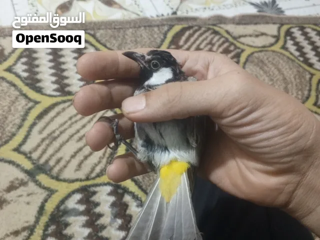 سلام عليكم بلابل مخاليف تك 10,قفل