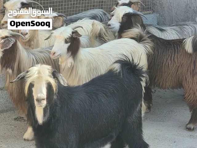 للبيع صخلات مع فحلهن فول سمنه طعايم