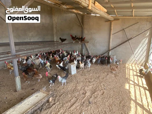 دجاج عربي للبيع