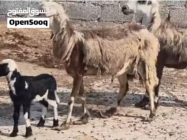 جعد عماني سليمات