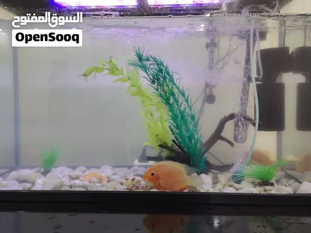 حوض سمك للبيع