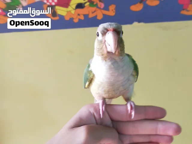 بغبغاء بينابول كونيور أليف جدا صحة ممتازة