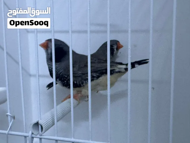 زيبرا الوان