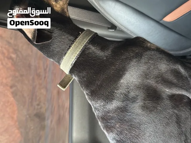 كلب سلوقي