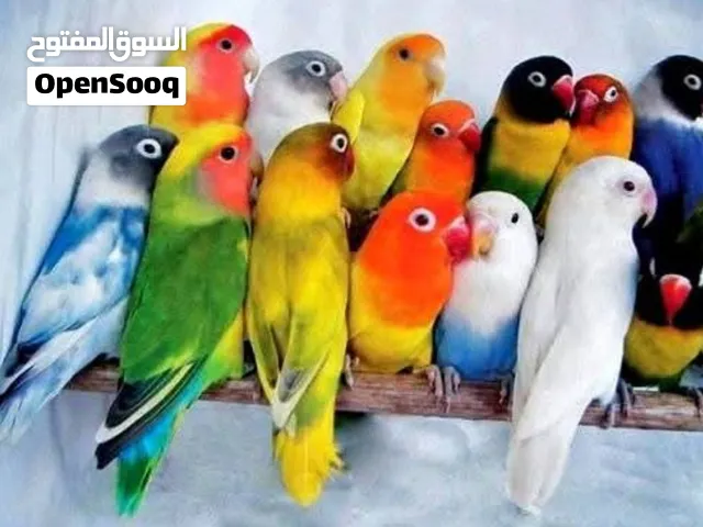 مطلوب عدد من كوبيات بركديلو (حضيره)